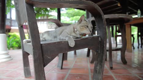 Die-Katze,-Die-Draußen-Auf-Einem-Holzstuhl-Ruht,-Schüttelt-Den-Kopf