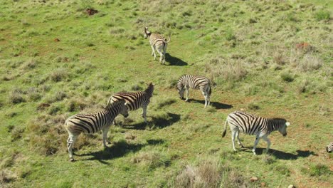 Drohnen-Zebraherde-Aus-Der-Luft,-Die-Auf-Frühlingsgras-Weidet