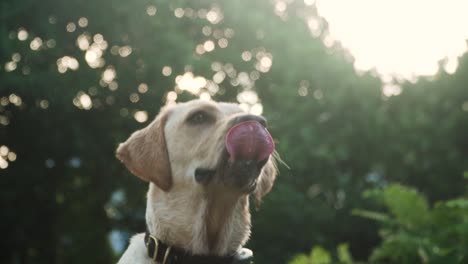 perro perdiguero de labrador amarillo esperando la pelota para buscar