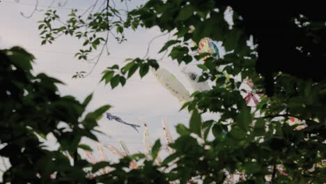 Offener-Blick-Auf-Den-Kindertag-In-Japan,-Während-Karpfen-Windsäcke-Hinter-Einem-Baum-Fliegen