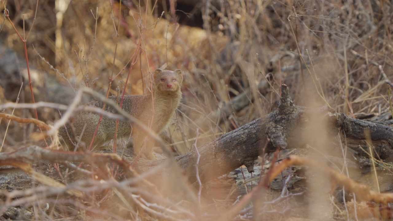 Slender mongoose in Kruger National Park stands alert in dry bush, looks toward camera, then turns head left to scan ahead. Natural wildlife behavior in African savanna habitat.