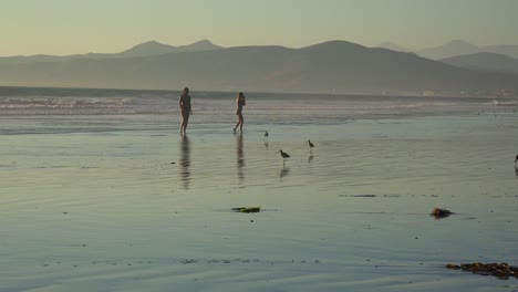 Las-Aves-Playeras-Atraviesan-La-Arena-A-Lo-Largo-De-La-Costa-Central-De-California-Con-Gente-Corriendo-En-La-Distancia