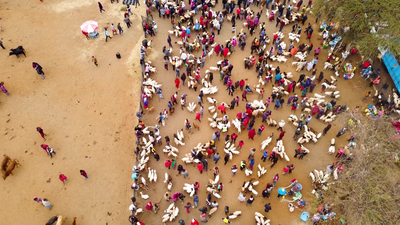Droneopptak ovenfra av det yrende Maasai-husdyrmarkedet i Kimana, Kenya, hvor pastoralister handler storfe, geiter og sauer på et av regionens største utendørs husdyrmarkeder