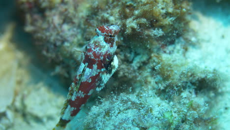 hermosos peces dragón que se arrastran en los corales arenosos