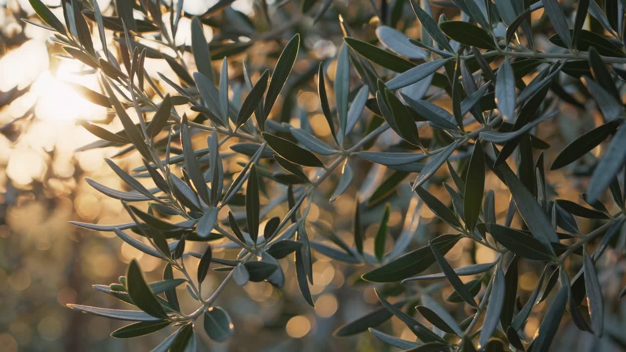 Video ravvicinato di rami di ulivo con la luce del sole che filtra tra le foglie, creando un’atmosfera serena e naturale