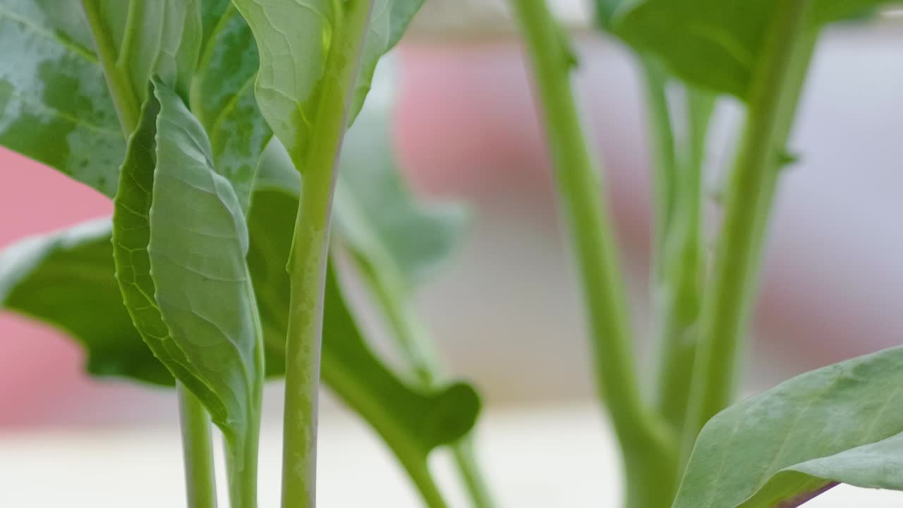 Kale green leaves plant up-close vegetable growing indoor gardening eco