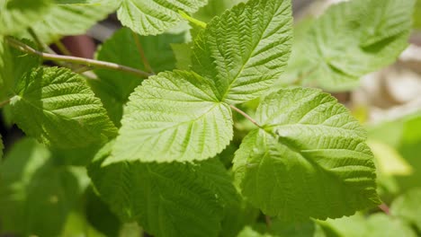 Hojas-De-Patata-Verde-Primer-Plano-Día-Soleado