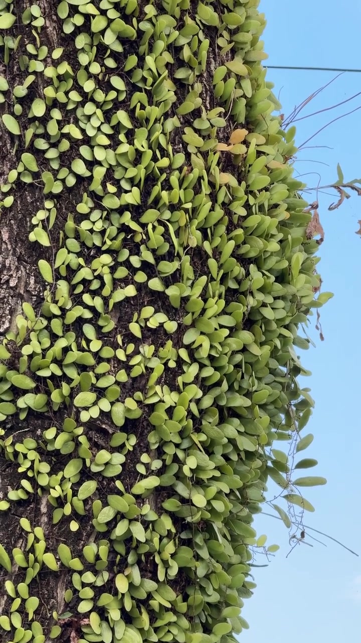 Samambaias Pyrrosia Verdes Crescendo em Tronco de Árvore