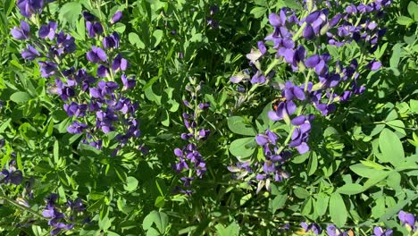 bumblebee on baptisia wild indigo