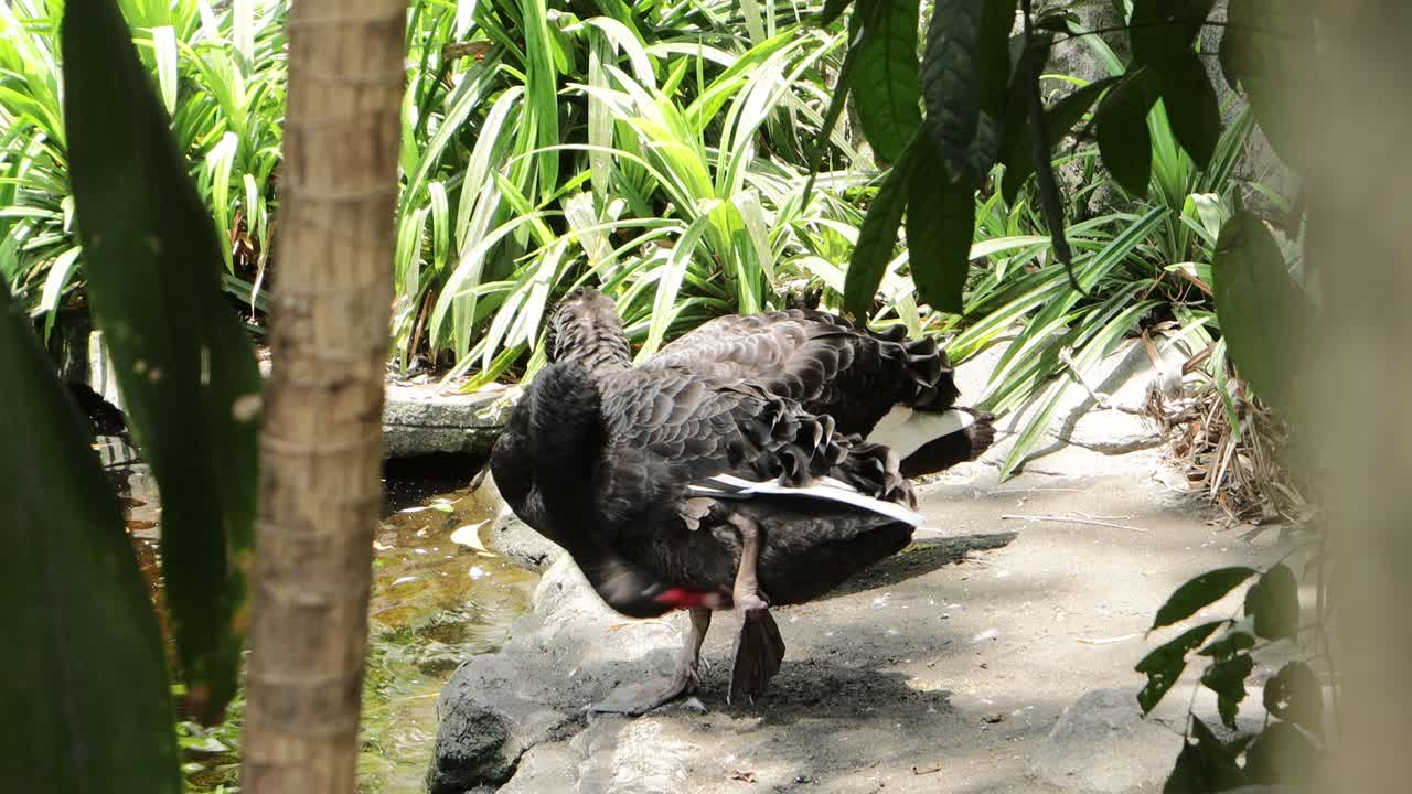 Cigno nero che si liscia le piume vicino allo stagno in un rigoglioso habitat naturale