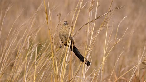 a long tailed widowbird lurks among the tall grasses of the savanna in south africa