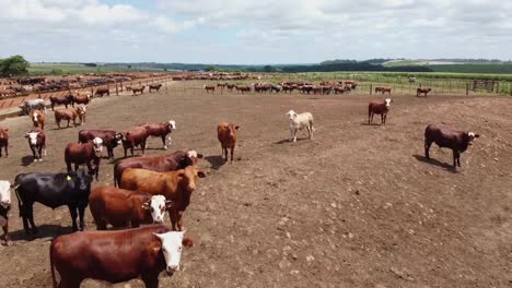 Low-aerial-view-of-cattle-in-a-corral