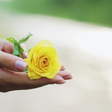 hands of a woman with beautiful rose, close up