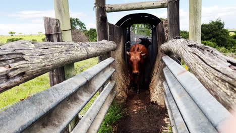 Experience-cattle-swiftly-passing-through-a-chemical-shower,-effectively-removing-ticks-for-their-health-and-hygiene