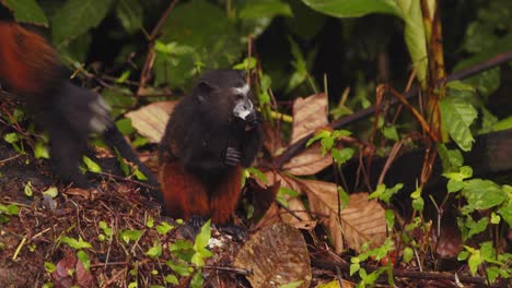 saddleback tamarin monkey jumps and grabs a prey and then a second one joins in to take it from him in leaf litter