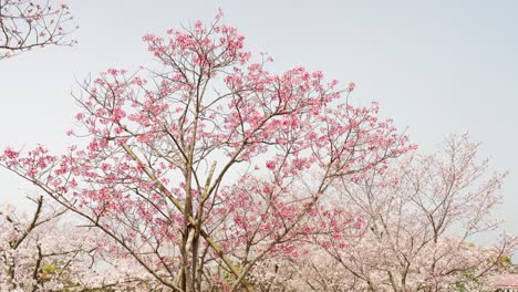 landscape of spring sunlight cherry blossoms and yoshino cherry blossoms in full bloom