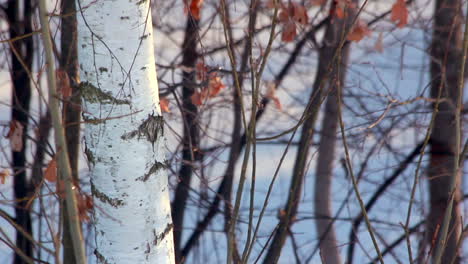 Birch-tree-in-winter.-Trunk-of-birch-tree.-Dry-leaves-on-birch-branches