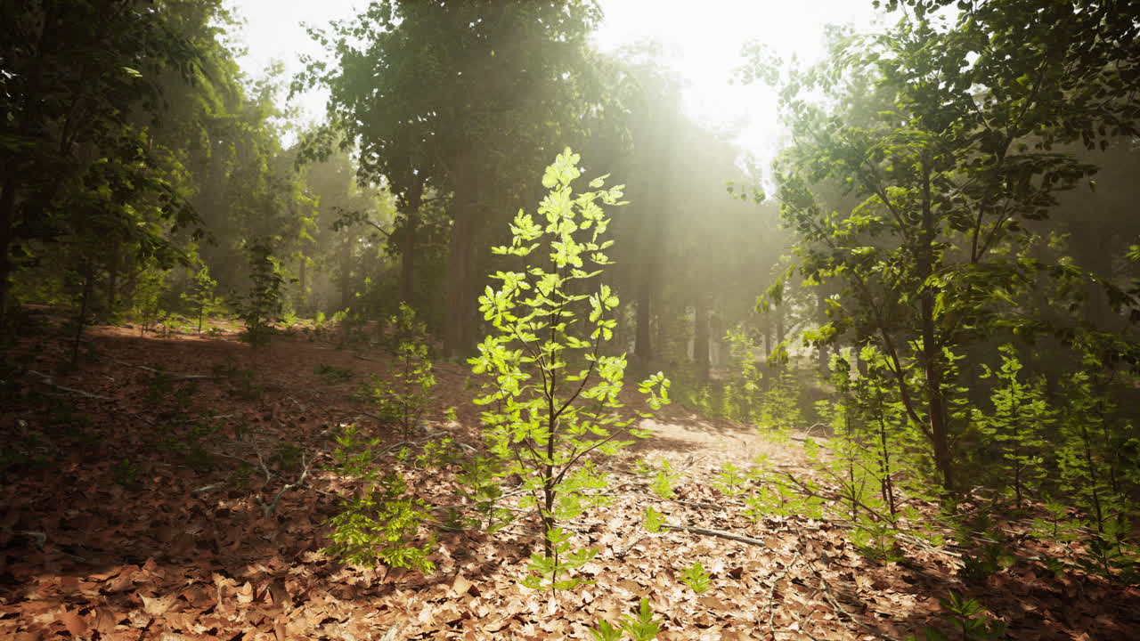 una planta joven que crece en un bosque iluminado por el sol