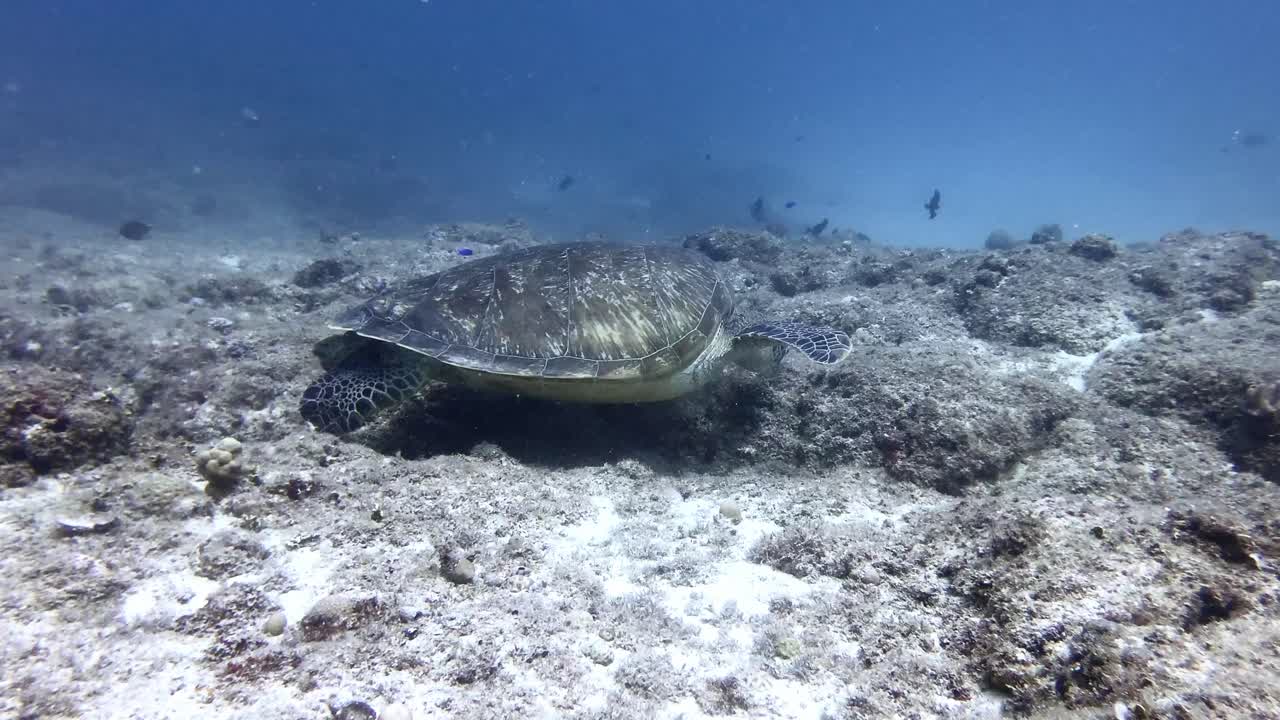 Green sea turtle swimming over coral reef in Mauritius Island