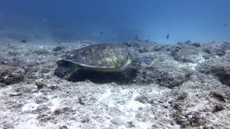 tortuga verde nadando sobre un arrecife de coral en la isla de mauricio