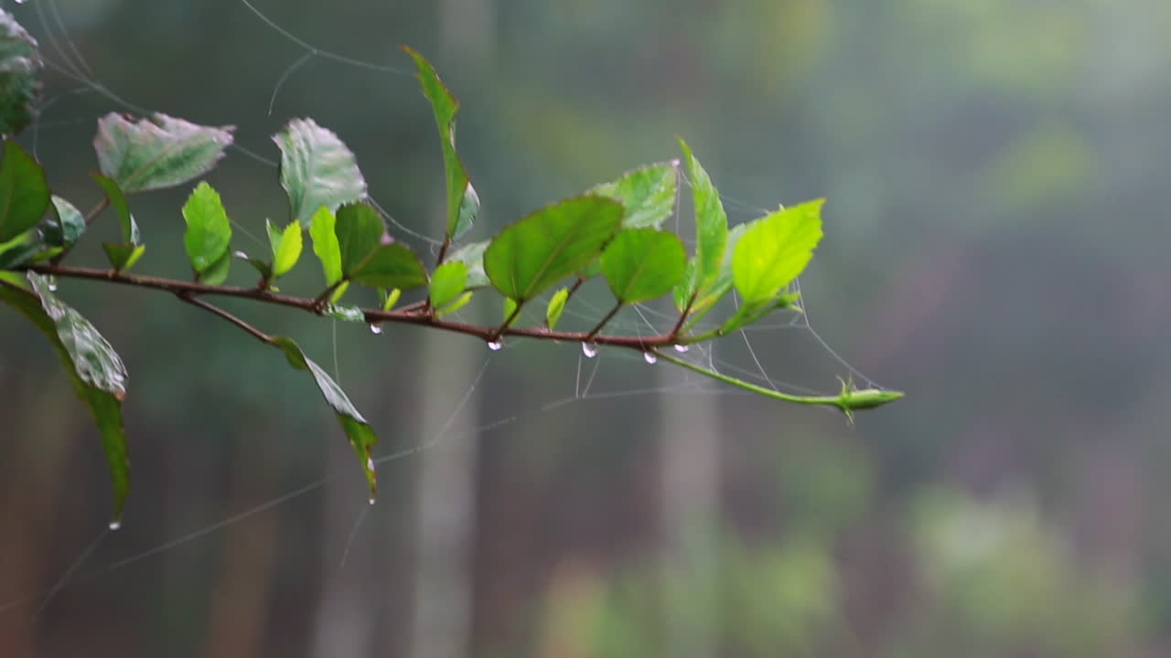 planta de cissus con hilos diminutos y gotas de agua en el distrito de wayanad, kerala, tiro de mano de primer plano