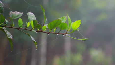 Cissus plant with minute threads and water droplets in Wayanad district, Kerala, closeup handheld shot