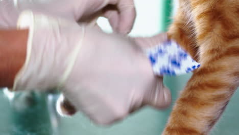 cat receives a bandage on its paw from the veterinarian