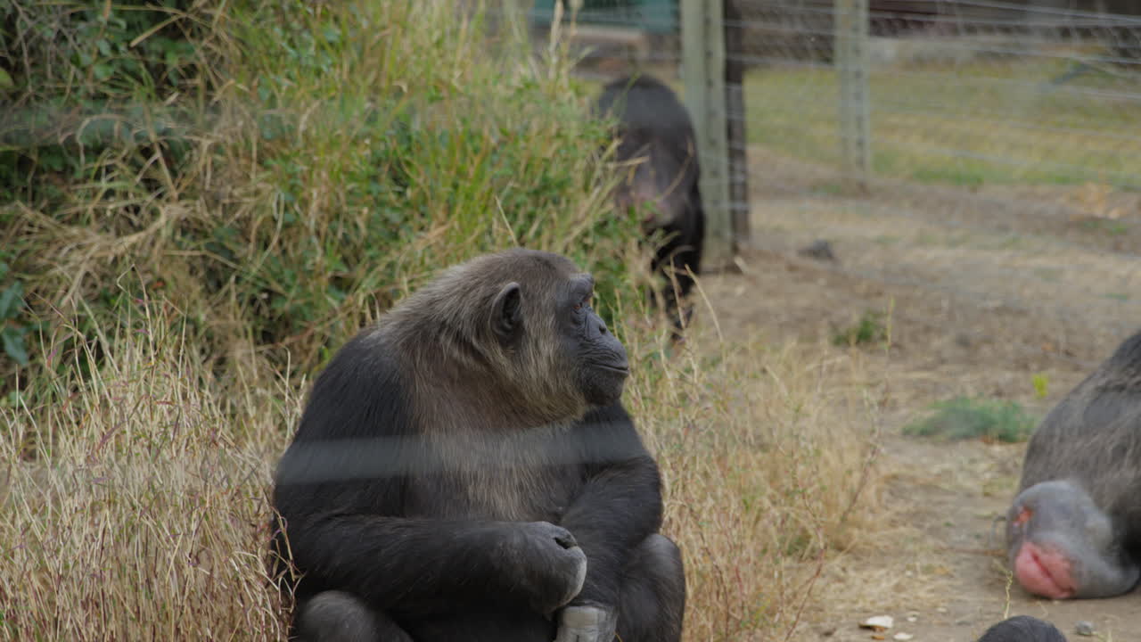 Chimpansees eating at a sanctuary in Ol Pejeta, Kenya