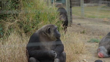 Chimpancés-Comiendo-En-Un-Santuario-En-Ol-Pejeta,-Kenia