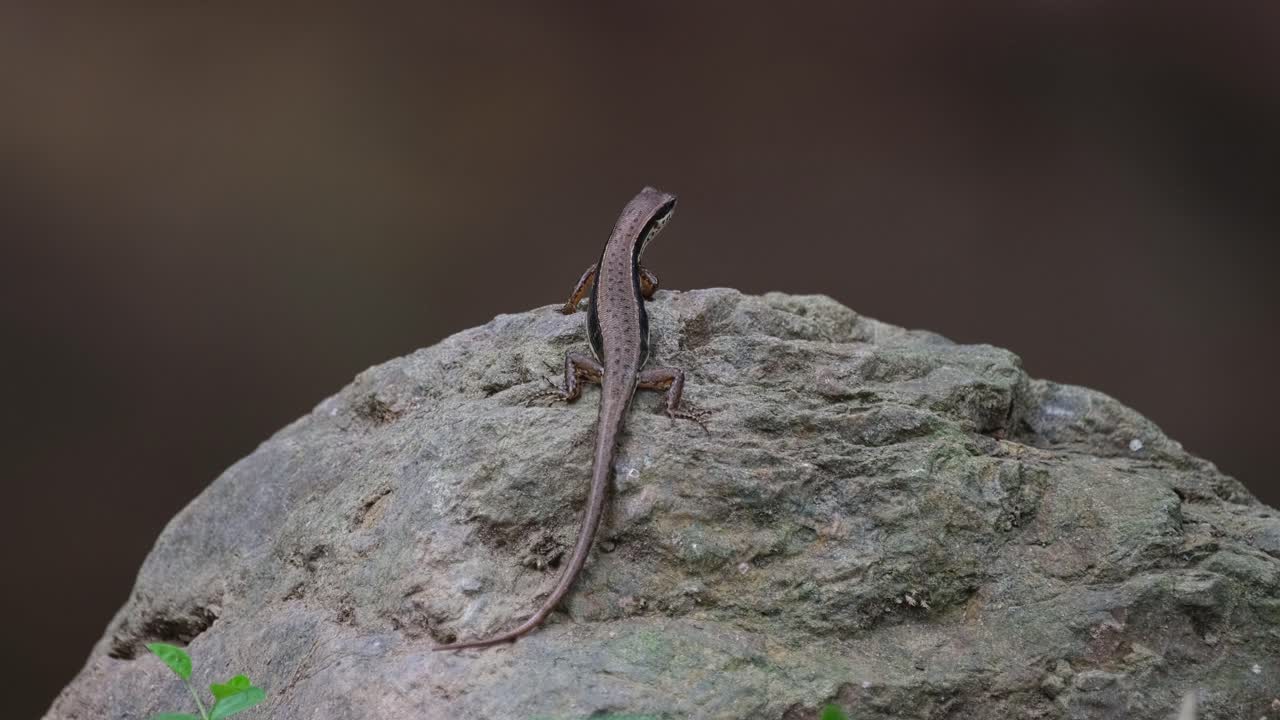 Hanging on a rock by a stream, the Common Sun Skink Eutropis multifasciata is moving its head up and down as it looks at some insects that are flying above it.