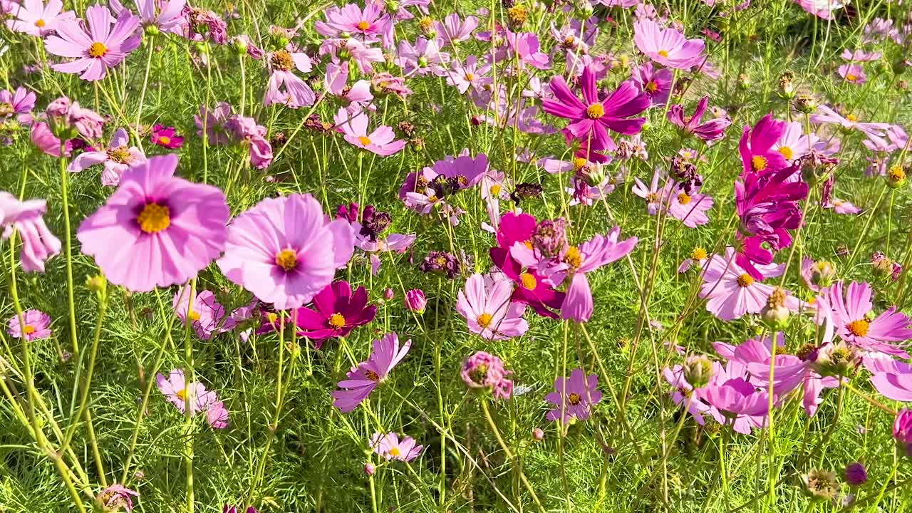 flores del cosmos vibrantes balanceándose en la brisa