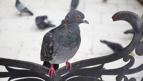 paloma posada en una valla de metal