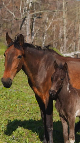 la yegua castaño amamanta un pequeño potro entre el rebaño en el prado verde en el pastoreo en cámara lenta. los caballos adultos y bebés corren a lo largo del campo cerca de los árboles desnudos del bosque