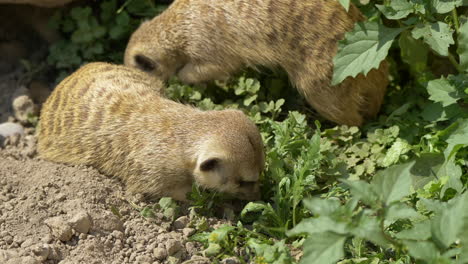 Close-up-shot-of-wild-Meerkats-eating-plants-outdoors-during-sunny-day-in-wilderness,prores