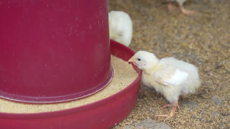 there are baby chickens in the poultry farm.