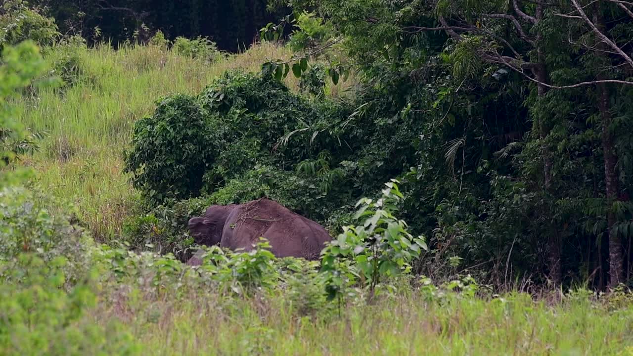 los elefantes asiáticos son especies en peligro de extinción y también son residentes de tailandia