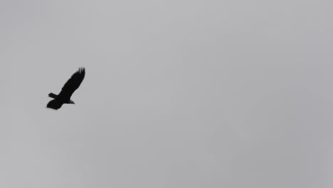 bald eagle flying over sitka, alaska, in a cloudy day.