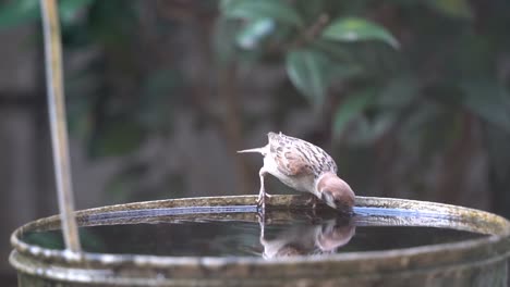 slow motion footage of a little sparrow birdie drinking and dipping in water bucket