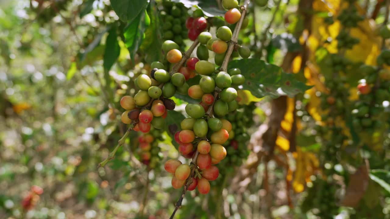 Coffee beans cherries growing on a branch ripe stages, Colombia plantation