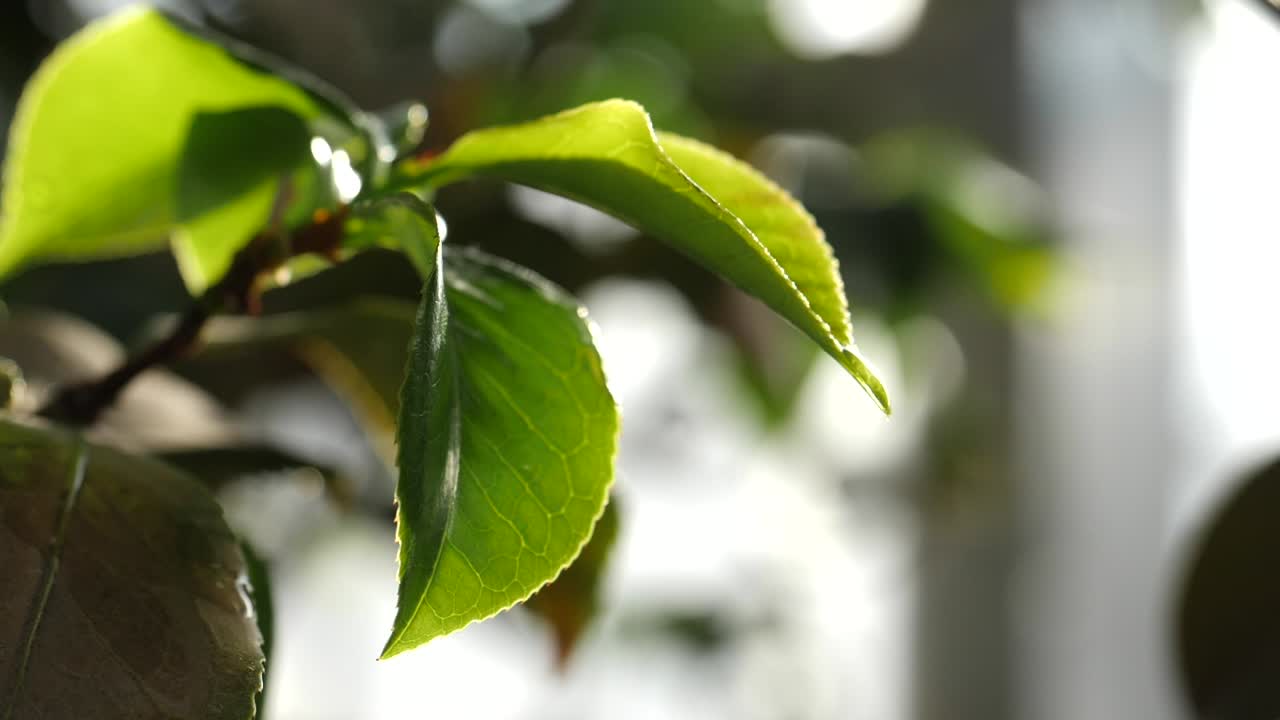 primer plano de hojas verdes vibrantes