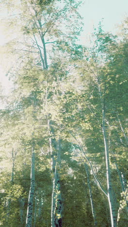 tall birch trees in a lush green forest