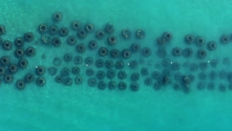 artificial coral reef, playa dominicus beach, bayahibe in dominican republic