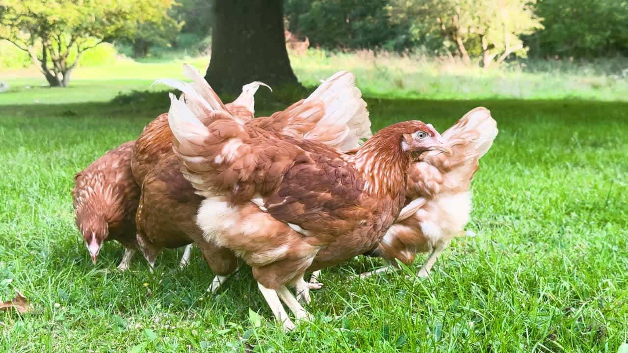 bandada de pollos picoteando semillas en la hierba verde con fondo de naturaleza