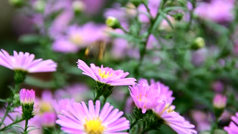 Abeja-Recogiendo-Polen-De-La-Flor