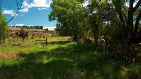 caminar en el campo de nueva zelanda durante el verano con hierba amarilla y sauces llorones