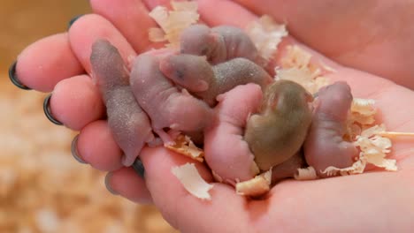 newborn little blind mice in woman's hands. close-up woman's hands.