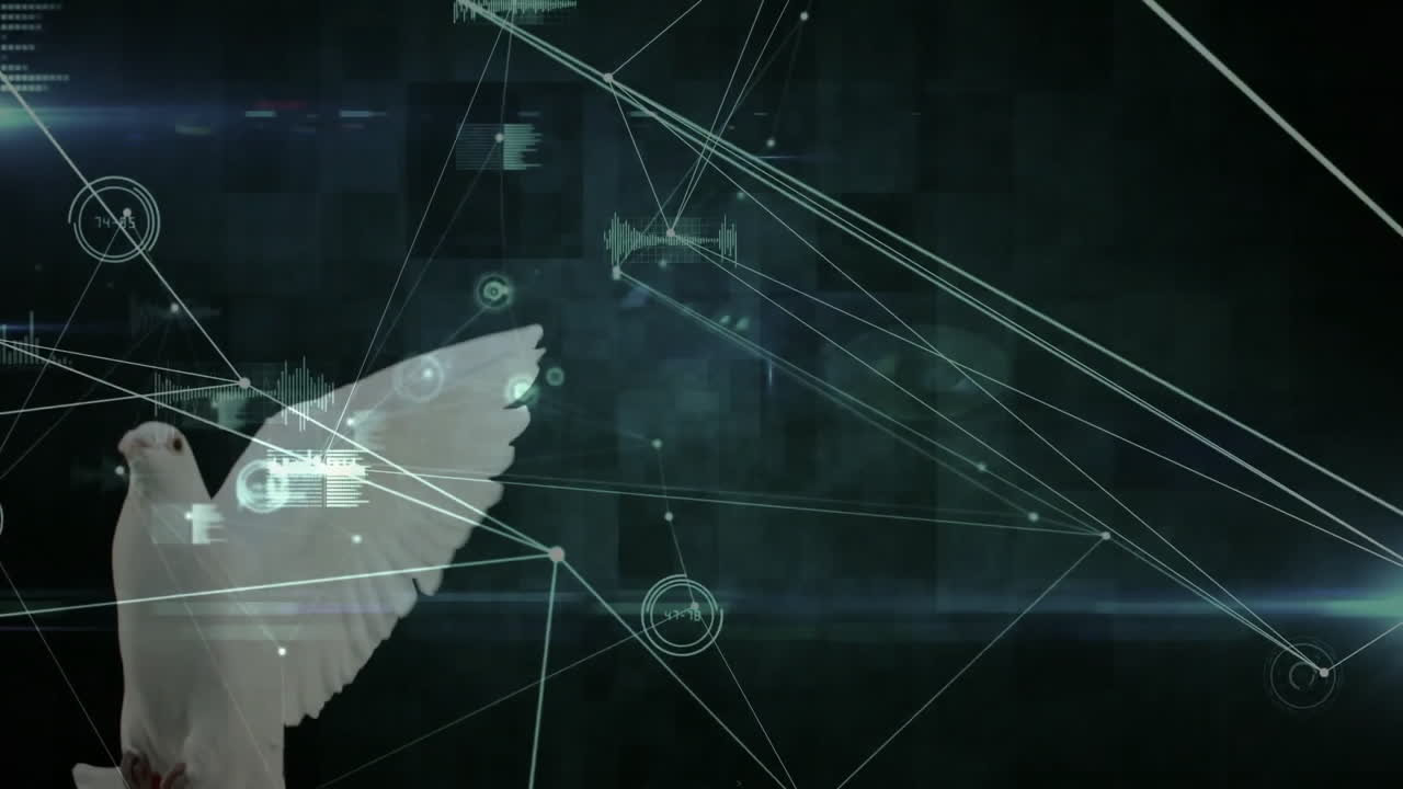 animación de visualización de redes digitales y datos sobre pájaros en vuelo