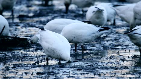 Eine-Gruppe-Wilder-Schneegänse-Frisst-Pflanzen-Im-Schlamm