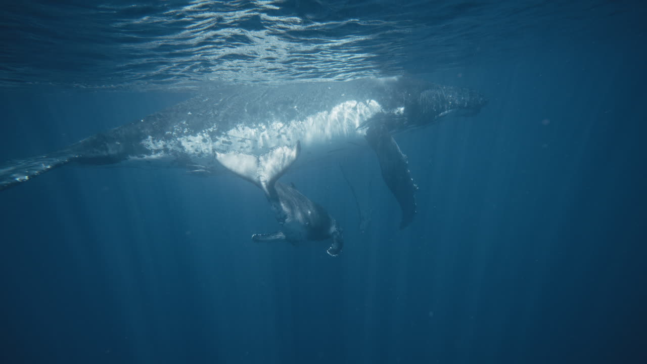 Humpback whale mother floats at surface as calf swims diving below playfully in slow motion