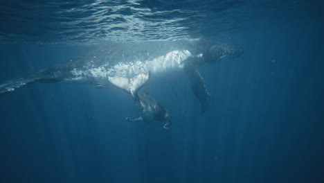 la madre de la ballena jorobada flota en la superficie mientras el ternero nada sumergiéndose abajo juguetón en cámara lenta